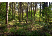 Manvers Wood - SOLD
