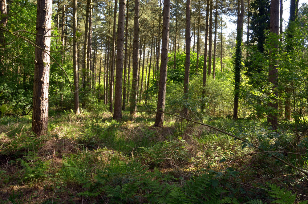 Woodlands for sale in Northern England Woodlands.co.uk