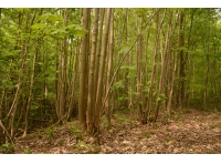 Marjorie's Wood - SOLD