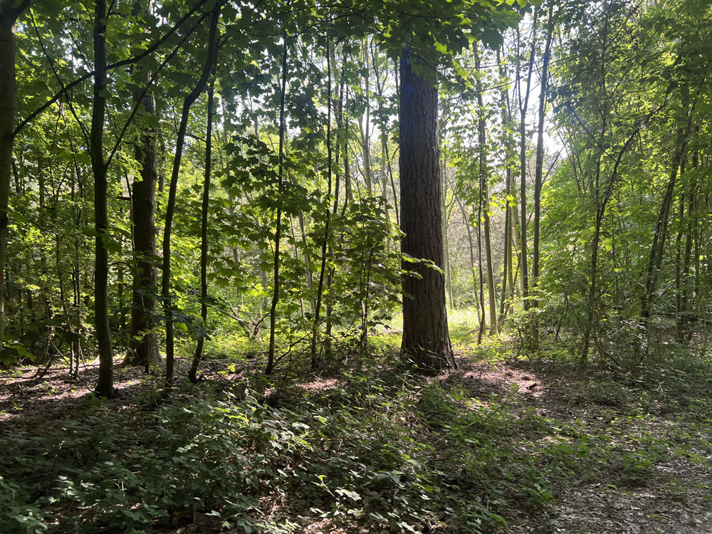 View through Marsh Tit Wood. 