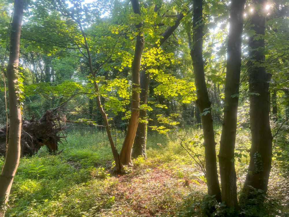 Sunlight illuminating sycamore leaves. 