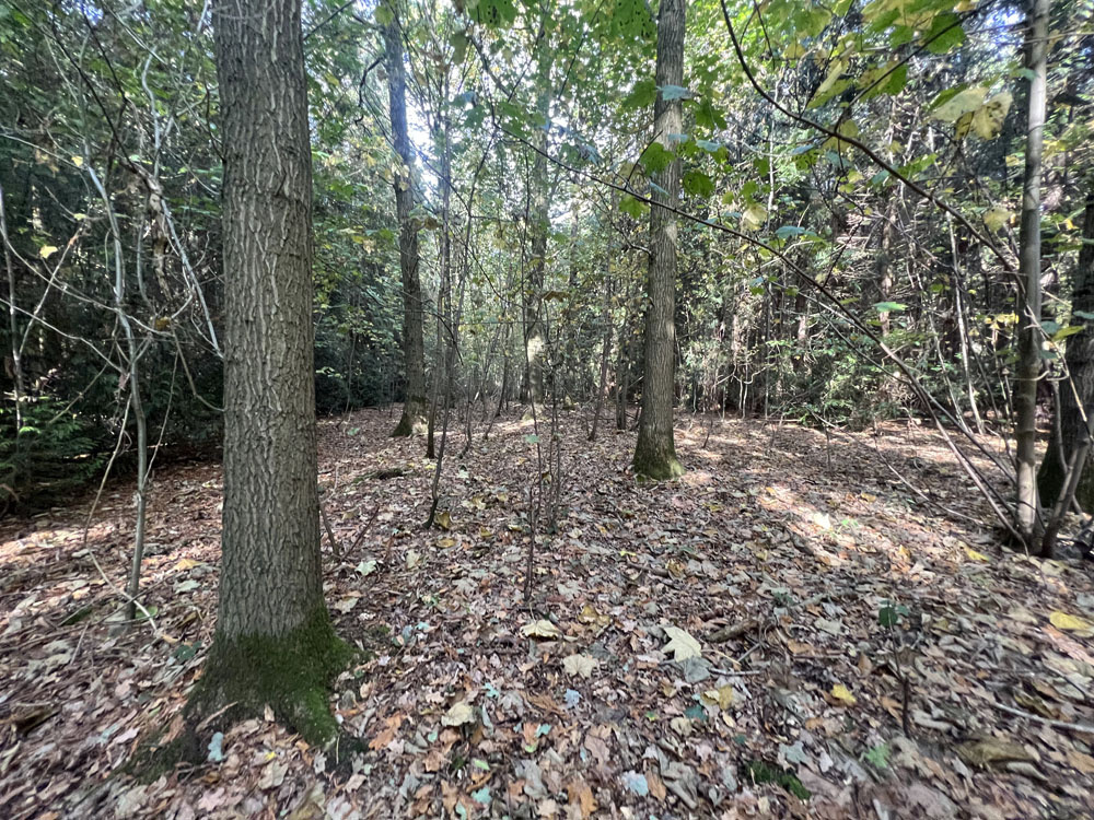 Easy on foot access through the wood.