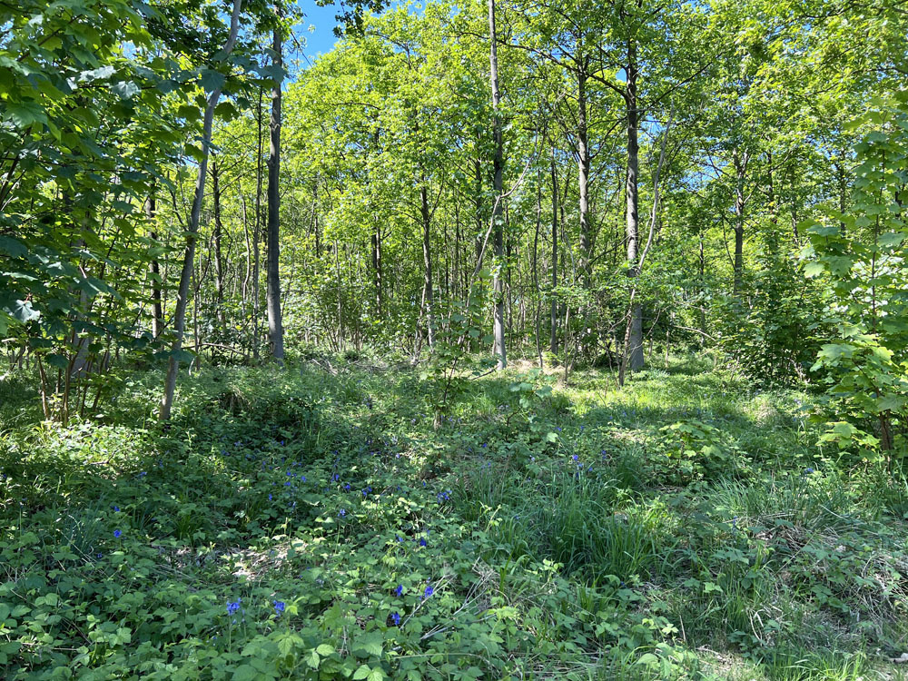 The broadleaved trees and rich ground flora