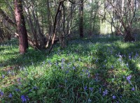 Morrison Wood