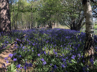 Mottebank Wood - SOLD