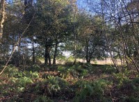 Mottebank Wood