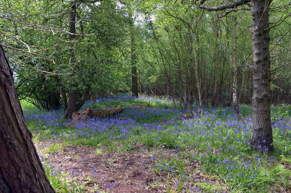 Swathes of bluebells near the woodland edge