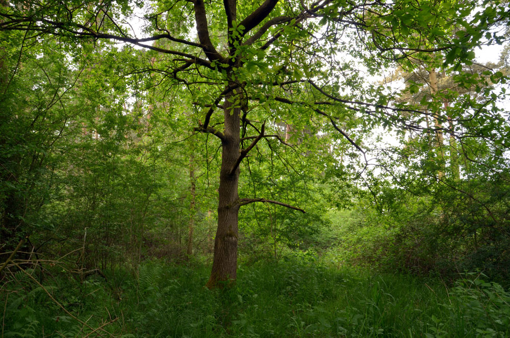 Small oak tree close to the ride stop. 