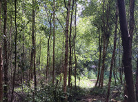 Newton Wood - SOLD