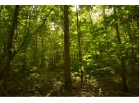 Notts Wood - SOLD