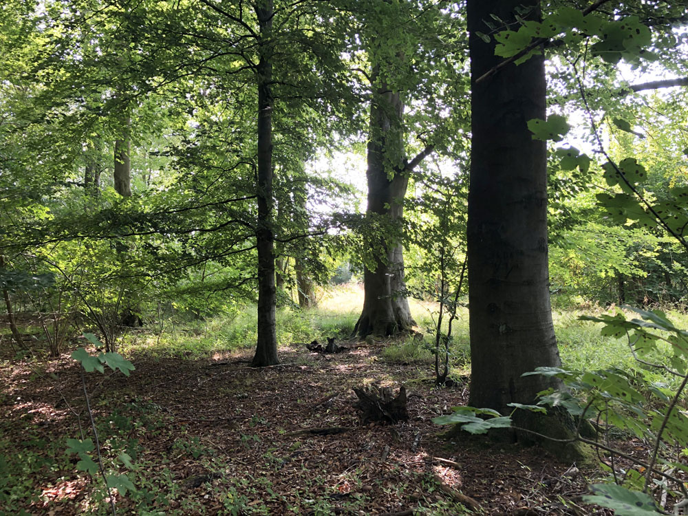 Sunlight through beautiful beech trees