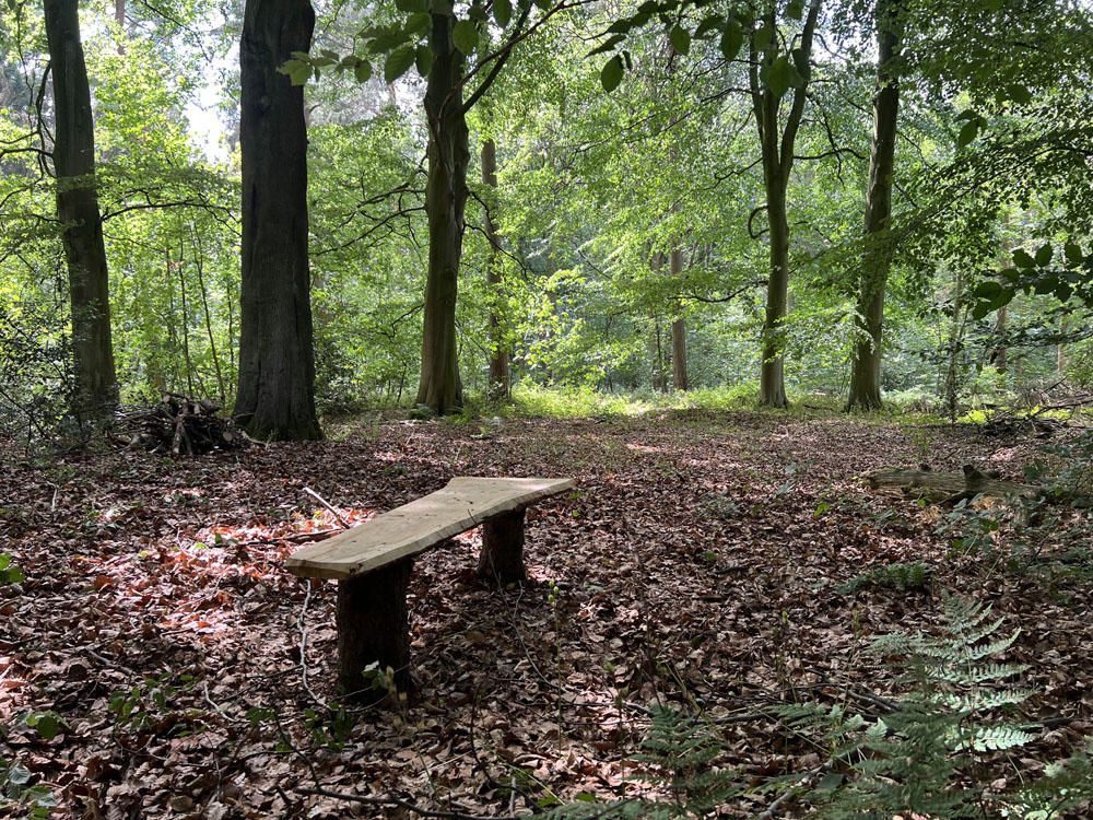 A bench in a beech glade