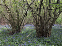 Old Spring Wood