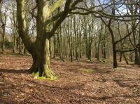 Ord Wood