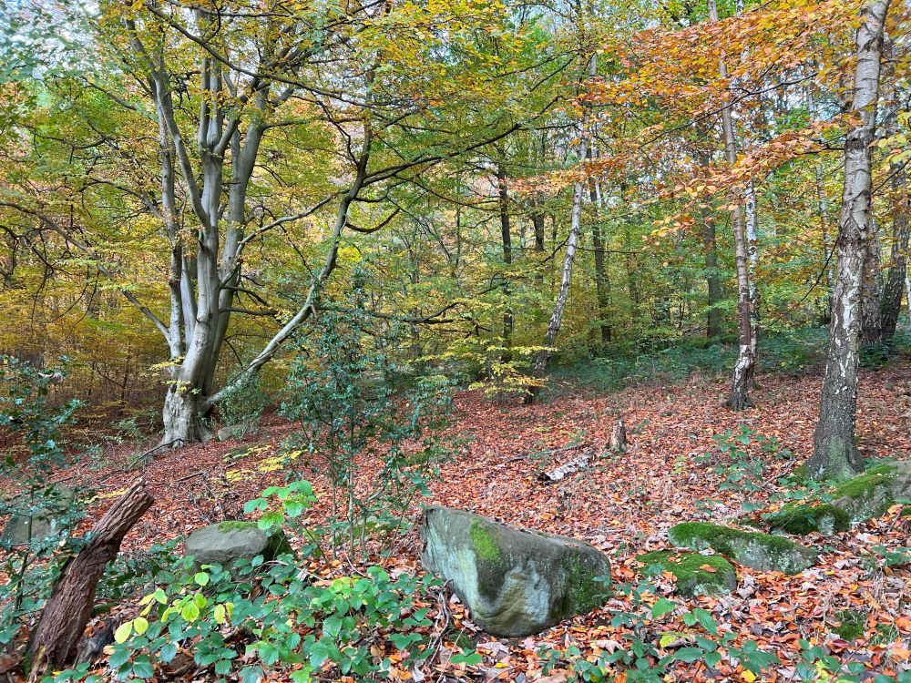 Beautiful autumnal colours.  