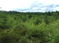 Radholme Wood - SOLD