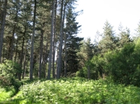 Randale Wood - SOLD