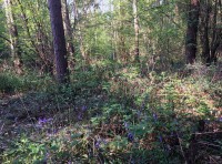Rascill Wood
