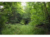 Robinson Wood - SOLD