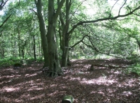 Rocher Wood