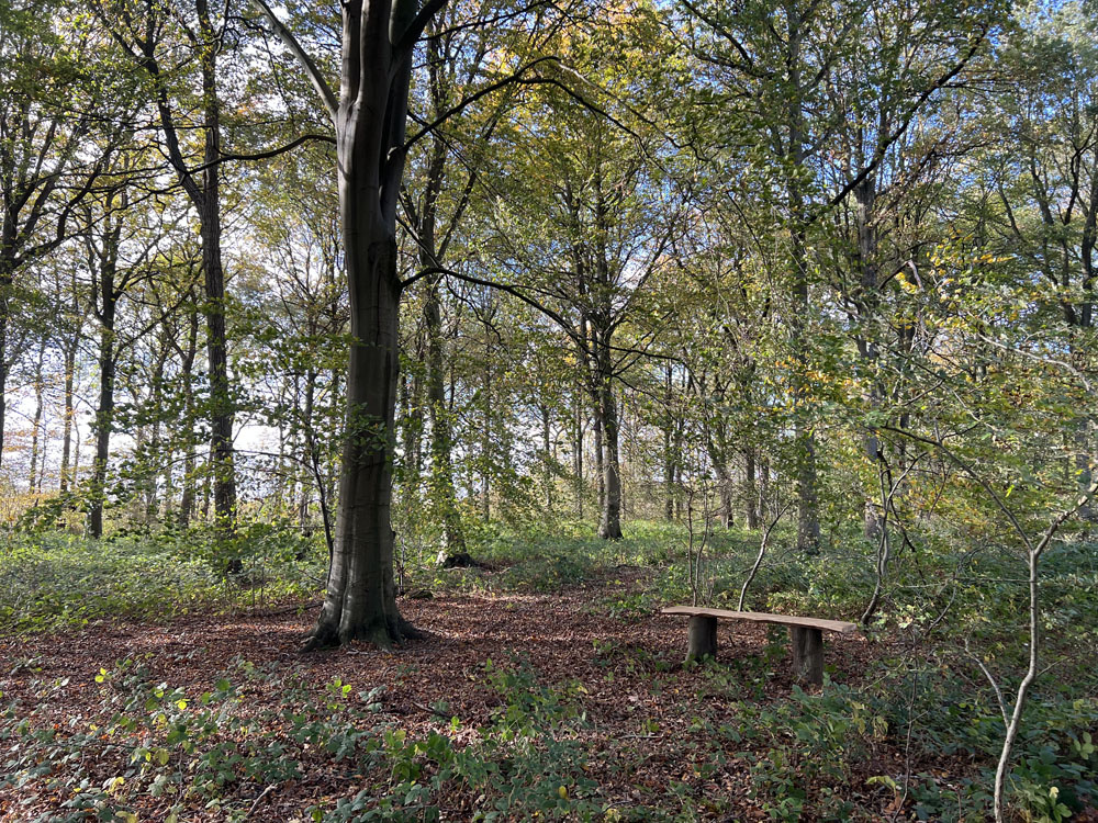 A bench in a beech glade