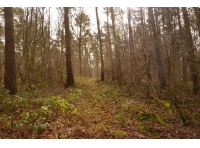 Rushcliffe Wood - SOLD