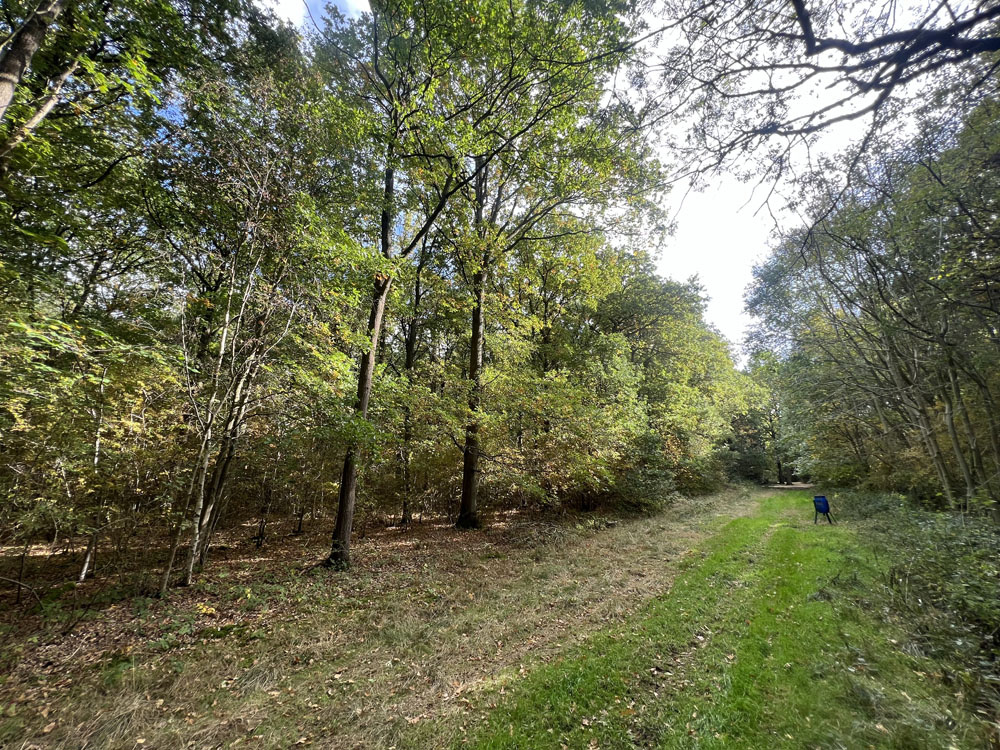 Grass ride outside the western boundary. 