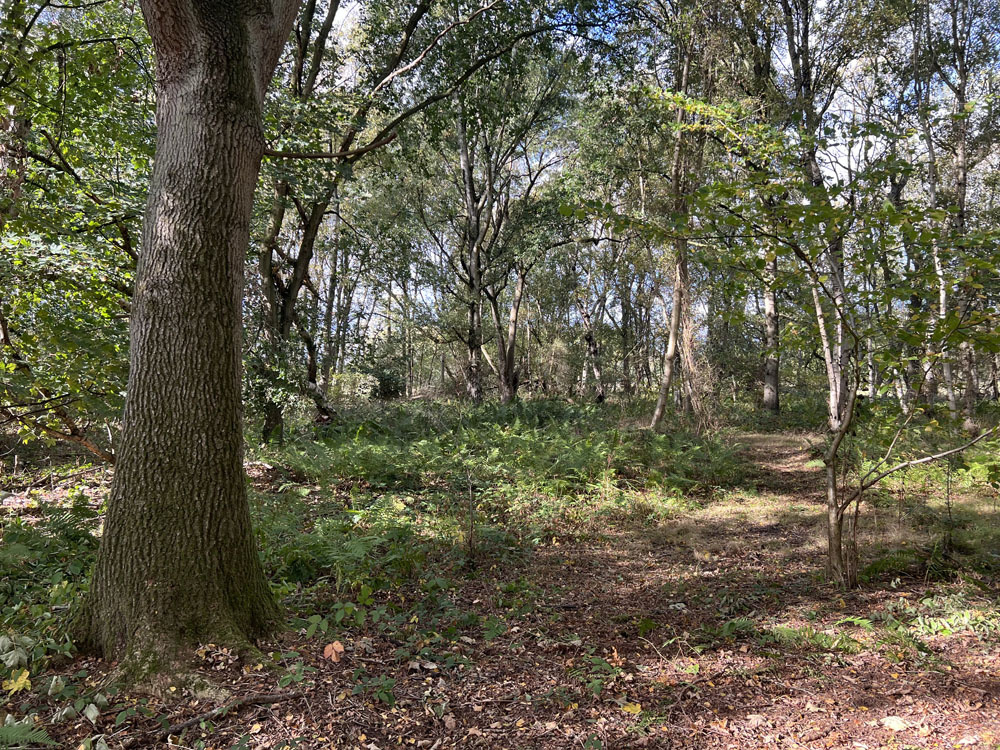 Mature oak beside the path