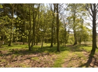 Simpson Wood - SOLD