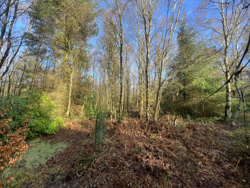 Clearing towards the western end of the wood.