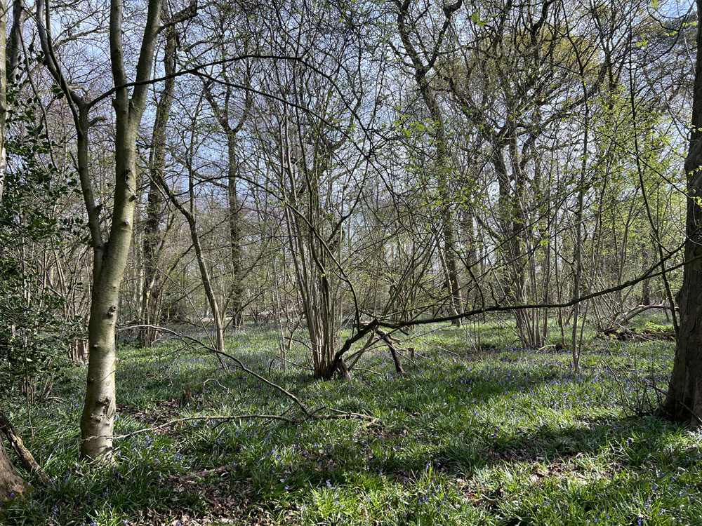Bluebells and hazel coppice