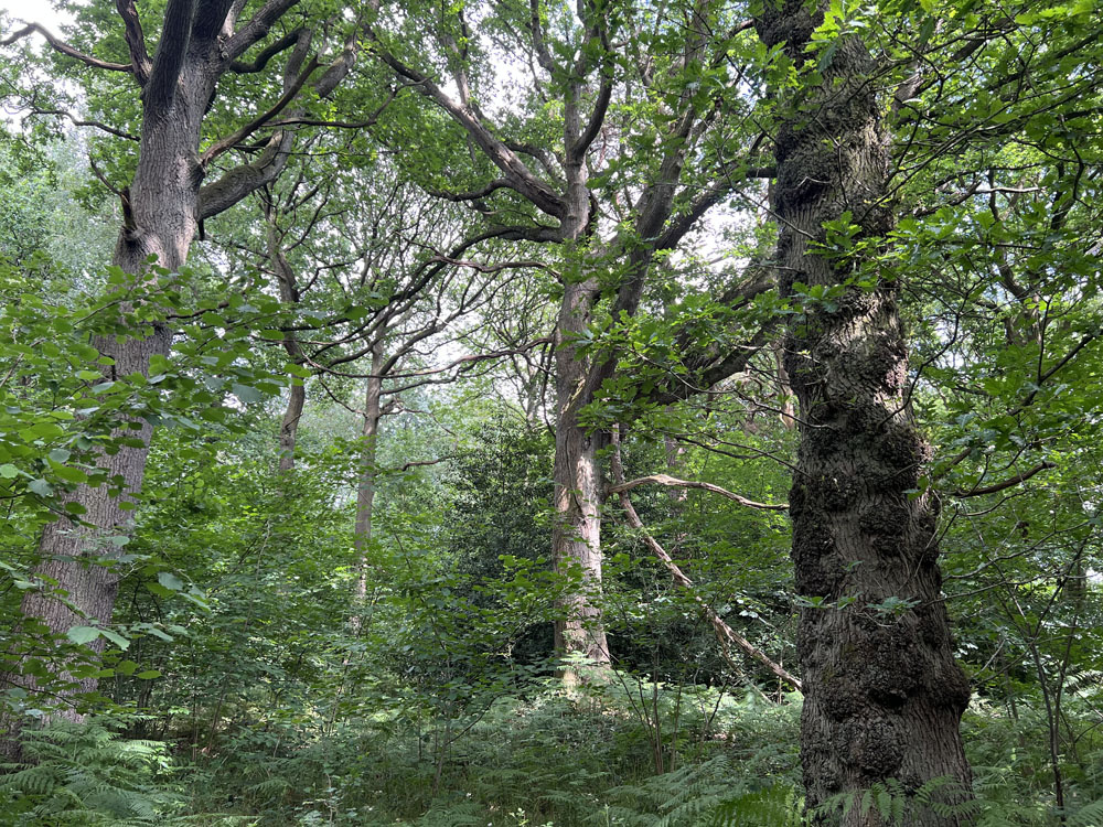 Amongst the old oaks