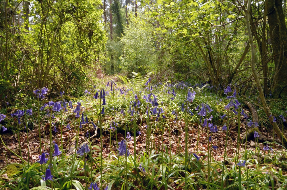 Bluebells in a pool of sunlight.