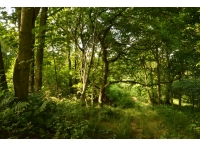Strutt Wood - SOLD