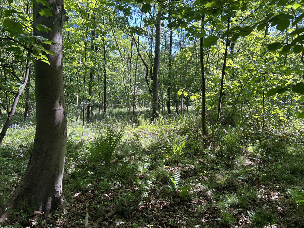 Fern-filled glades