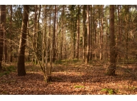 Swale Ings Wood