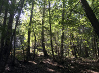 Swathwick Wood - SOLD