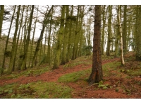 Sycamore Wood - SOLD