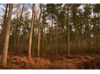 Thompson Wood - SOLD