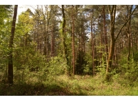 Throstle Wood - SOLD