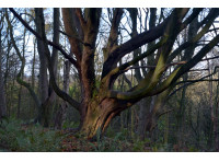Toft Wood - SOLD