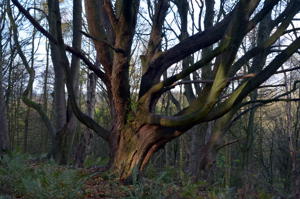 Woodlands for sale in Northern England Woodlands.co.uk