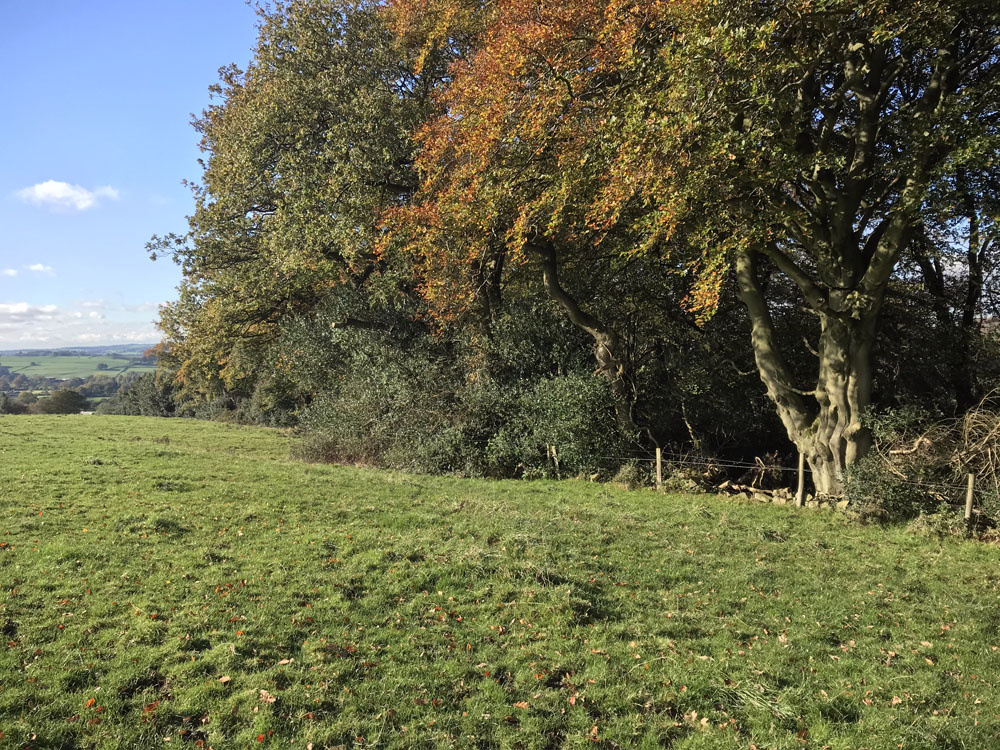 Large beech trees and the view beyond the wood. 