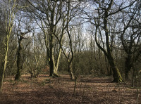 Trimdon Wood - SOLD