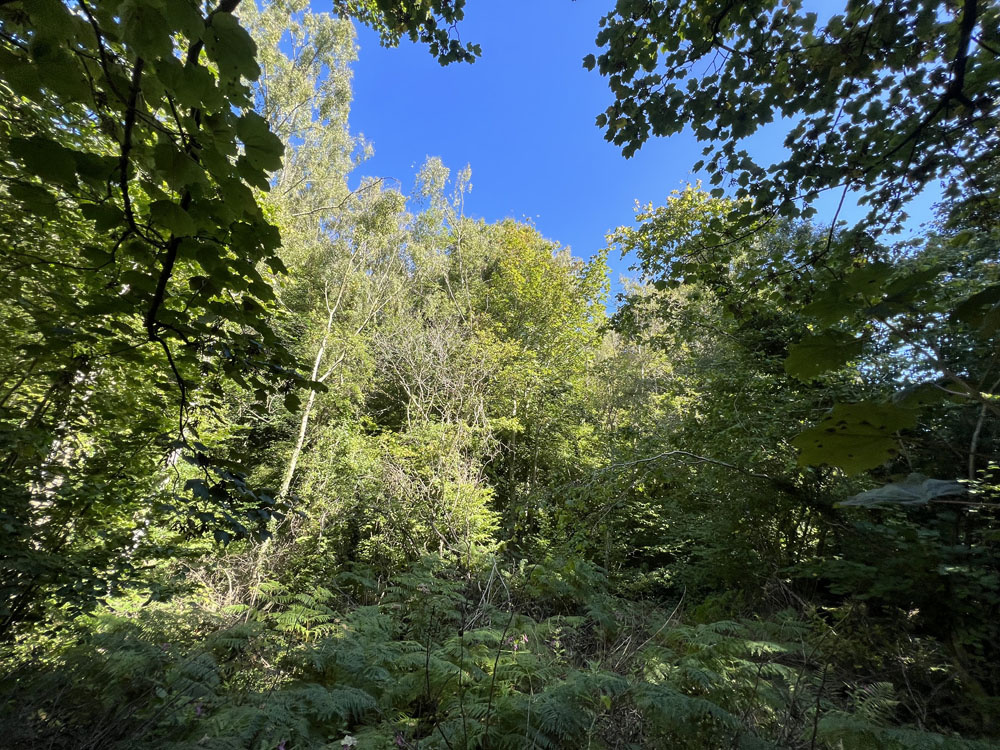 Tweddle Bank Wood on a sunny day. 