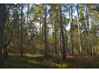 Vale Wood