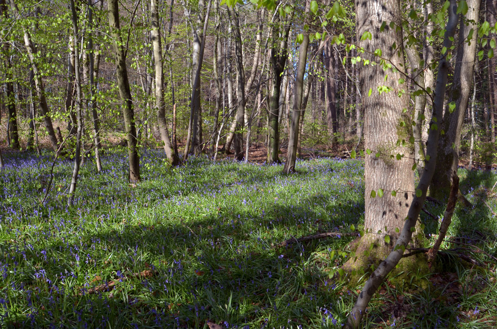 Bluebells and broad leaves at the eastern edge. 