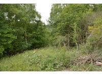 Warrenby Wood - SOLD