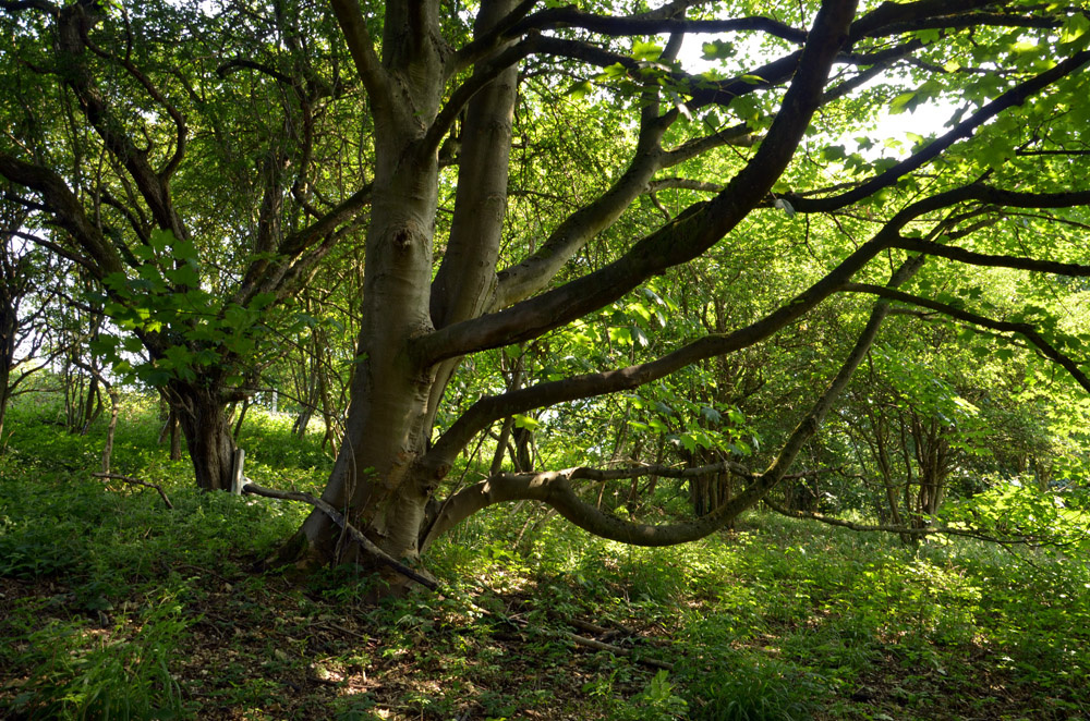 Sycamore, a great climbing tree.