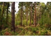 Wenlock Wood - SOLD